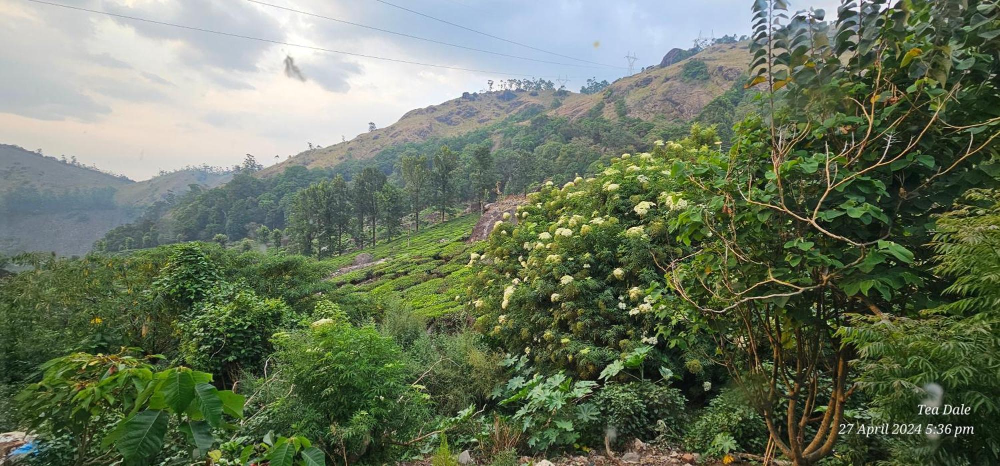 Tea Dale - All Rooms With Tea Estate View Munnar Exteriör bild
