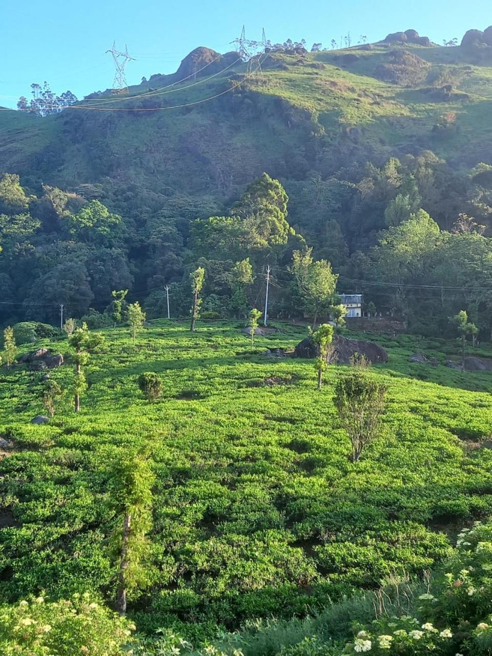 Tea Dale - All Rooms With Tea Estate View Munnar Rum bild